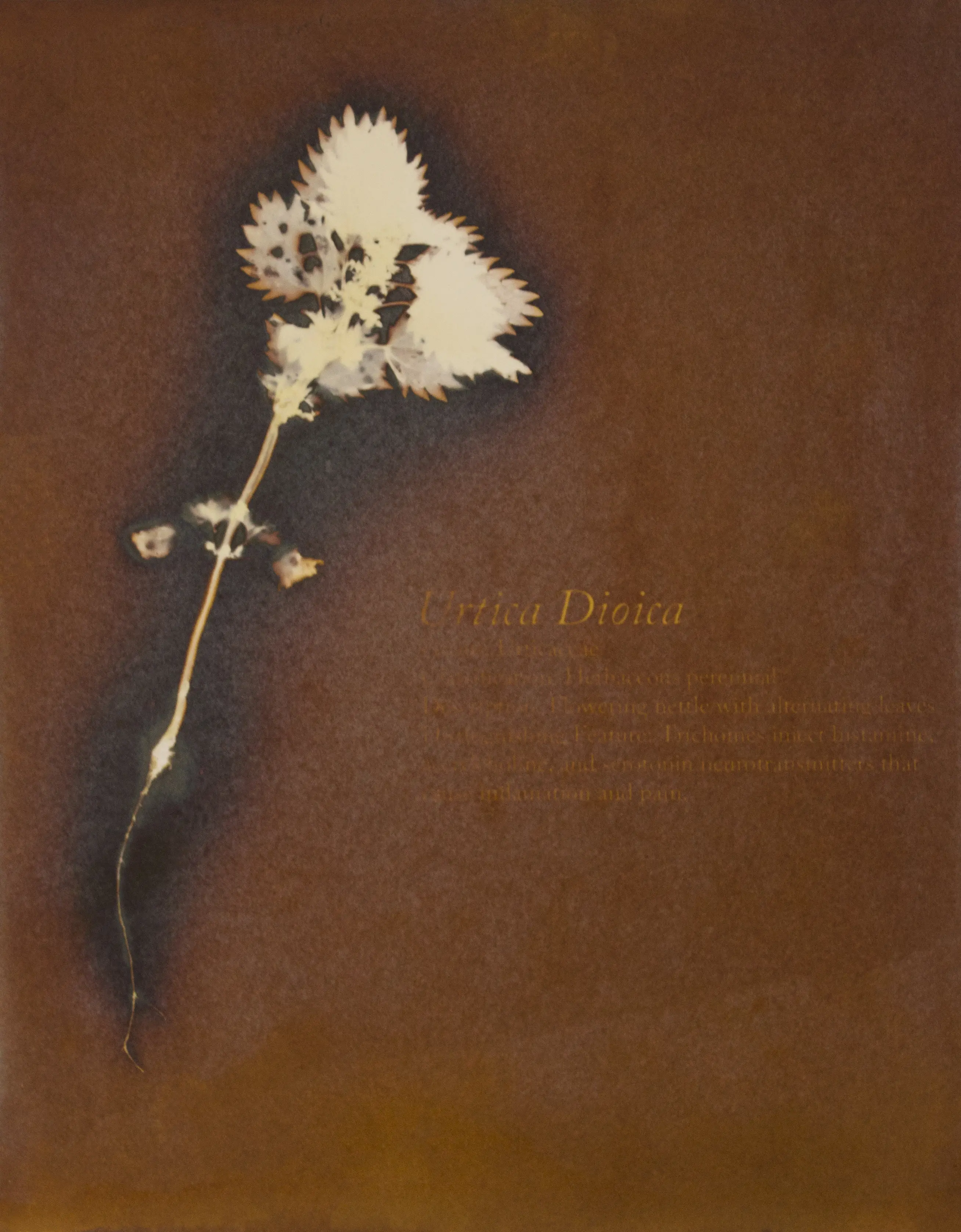 Urtica Dioica (2016)