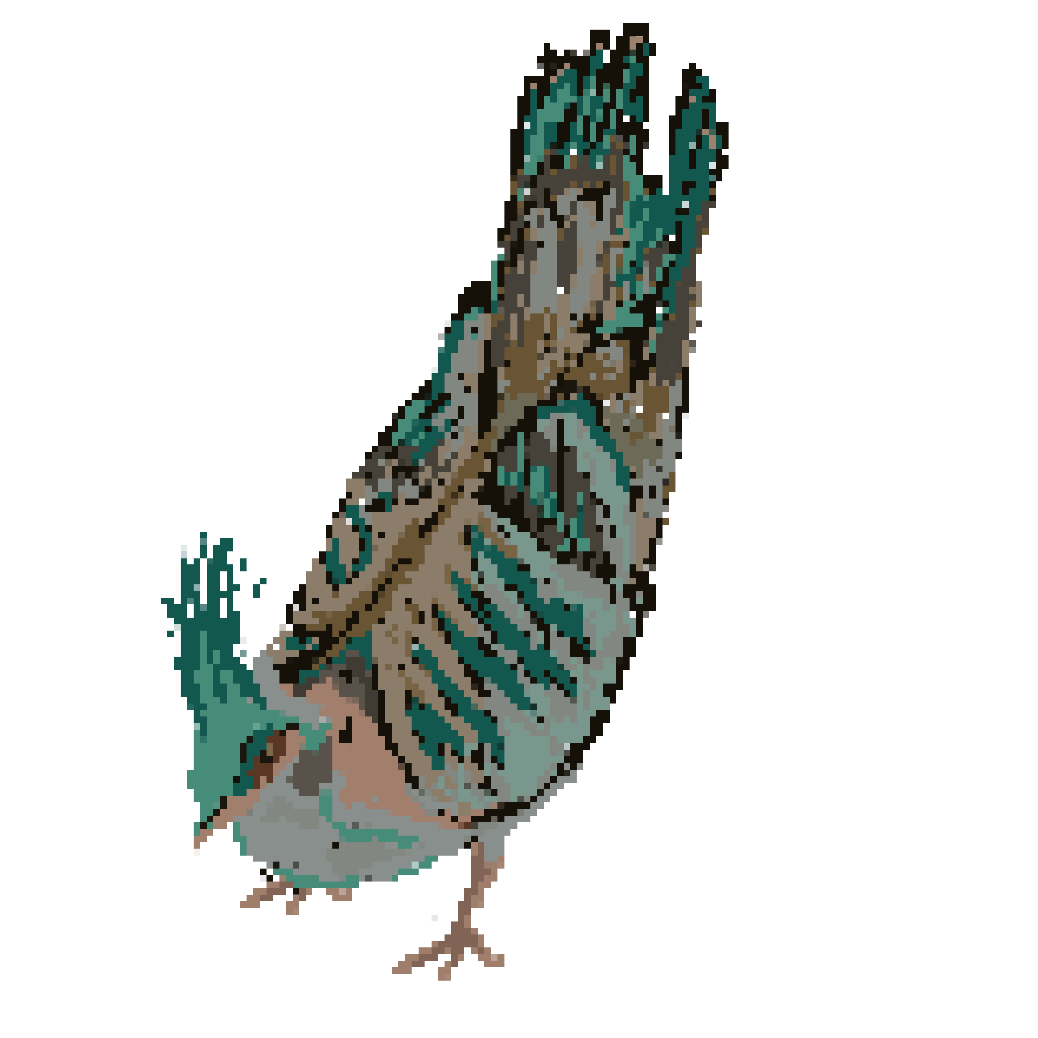 crested pigeon dance (2026)