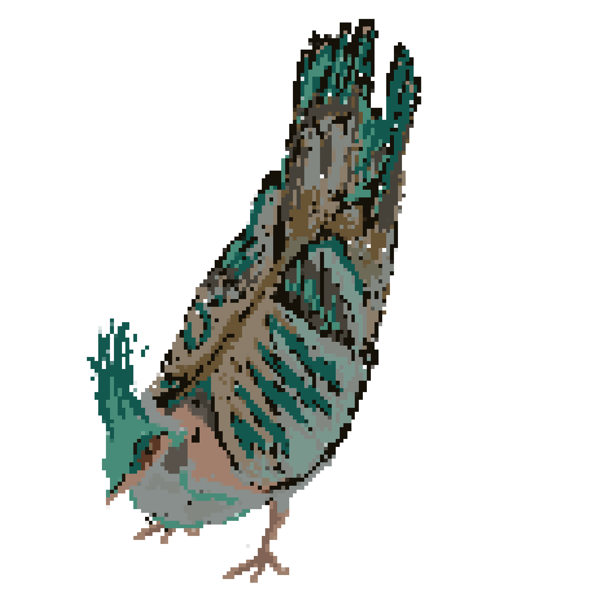crested pigeon dancing (2026)