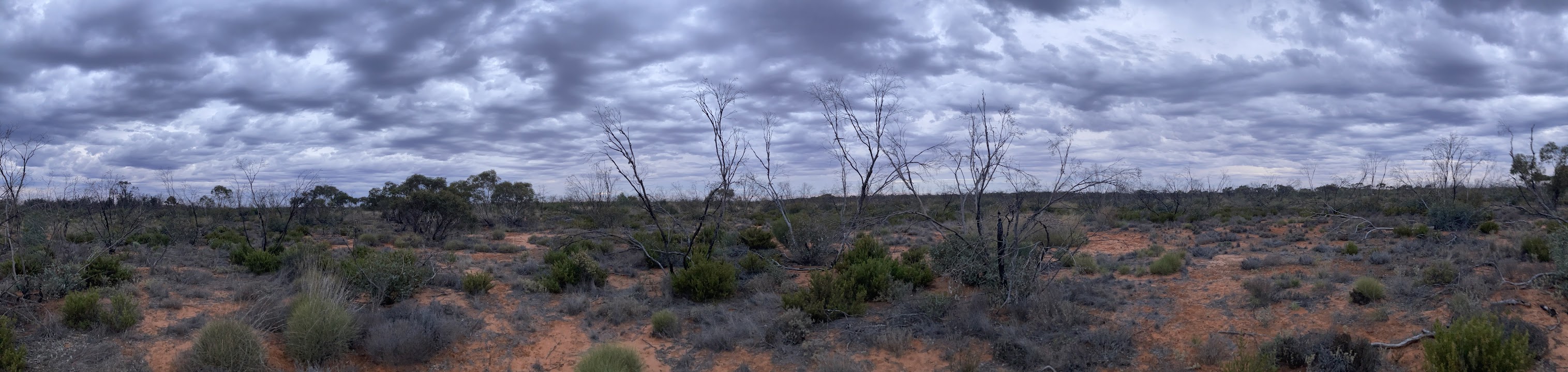 australian mallee (2024)